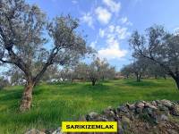 Resim13412